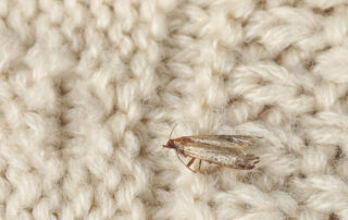 What do clothes moths look like